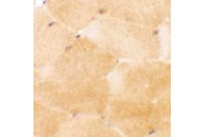 Immunohistochemical anyalysis of mouse skeletal muscle tissue with PRC1 polyclonal antibody  at 2. (PRC1 antibody  (Internal Region))