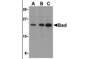 Western Blotting (WB) image for anti-BCL2-Associated Agonist of Cell Death (BAD) (C-Term) antibody (ABIN1030278) (BAD antibody  (C-Term))