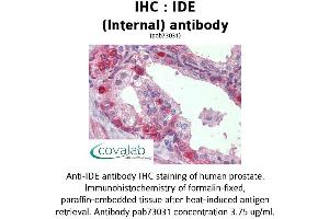 Image no. 1 for anti-Insulin-Degrading Enzyme (IDE) (Internal Region) antibody (ABIN1735761) (IDE antibody  (Internal Region))