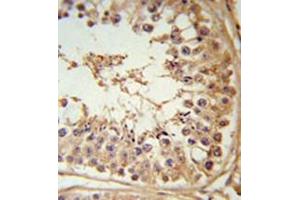 Immunohistochemistry in formalin fixed and paraffin embedded testis tissue reacted with FBXL5 Antibody (N-term) followed by peroxidase conjugation of the secondary antibody and DAB staining.