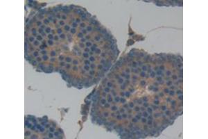 IHC-P analysis of Rat Tissue, with DAB staining. (CD46 antibody  (AA 136-341))