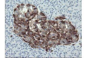 Immunohistochemical staining of paraffin-embedded Human pancreas tissue using anti-SERPINE2 mouse monoclonal antibody. (SERPINE2 antibody)