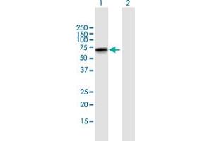Western Blot analysis of ZNF296 expression in transfected 293T cell line by ZNF296 MaxPab polyclonal antibody. (Zinc Finger Protein 296 (ZNF296) (AA 1-475) antibody)