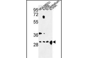 Western blot analysis of YWHAZ Antibody (Center) (ABIN652428 and ABIN2842220) in MDA-M,  cell line and mouse cerebellum, brain tissue lysates (35 μg/lane). (14-3-3 zeta antibody  (AA 65-93))