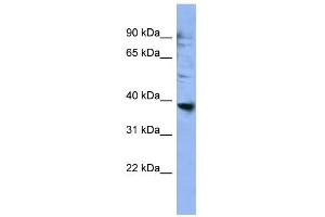 WB Suggested Anti-OR2L3 Antibody Titration: 0. (OR2L3 antibody  (C-Term))