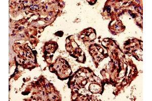 Immunohistochemistry of paraffin-embedded human placenta tissue using ABIN7152013 at dilution of 1:100 (EPO antibody  (AA 28-191))
