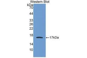 Western blot analysis of recombinant Human APOA1. (APOA1 antibody  (AA 122-267))