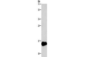 Western Blotting (WB) image for anti-Neurogranin (NRGN) antibody (ABIN2420917)