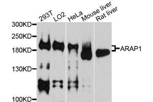 Western blot analysis of extracts of various cell lines, using ARAP1 antibody.