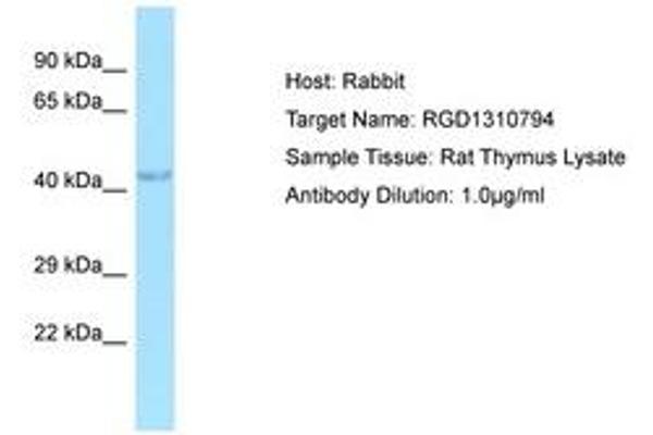 C7orf64 antibody  (AA 42-91)
