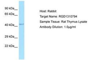 C7orf64 antibody  (AA 42-91)