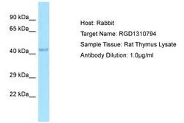 C7orf64 antibody  (AA 42-91)