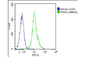 Overlay histogram showing Jurkat cells stained with (ABIN392231 and ABIN2841925)(green line). (Activin A Receptor Type IB/ALK-4 antibody  (N-Term))