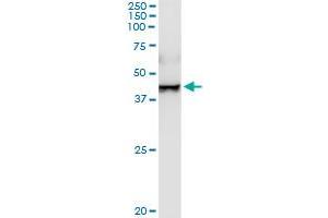 TXNDC4 MaxPab rabbit polyclonal antibody. (ERP44 antibody  (AA 1-406))