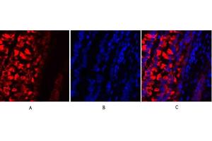 Immunofluorescence analysis of rat lung tissue. (MMP2 antibody  (AA 580-660))