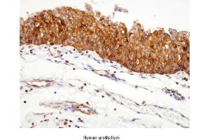 Paraffin embedded sections of human urothelium were incubated with anti-human Hsp90 (1:100) for 2 hours at room temperature. (HSP90 antibody)