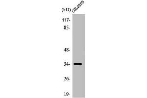 Western Blot analysis of COLO205 cells using Olfactory receptor 5P3 Polyclonal Antibody (OR5P3 antibody  (Internal Region))