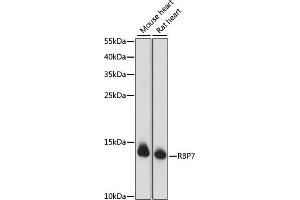 Western blot analysis of extracts of various cell lines, using RBP7 antibody (ABIN7269952) at 1000 dilution. (RBP7 antibody  (AA 1-134))