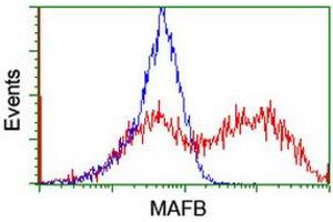 Image no. 2 for anti-Transcription Factor MafB (MAFB) (AA 32-320) antibody (ABIN1491411) (MAFB antibody  (AA 32-320))