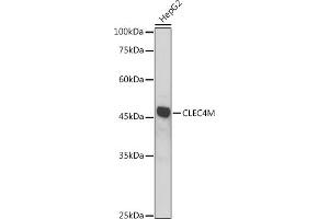 Western blot analysis of extracts of HepG2 cells, using CLEC4M antibody (ABIN7265983) at 1:1000 dilution. (C-Type Lectin Domain Family 4, Member M (CLEC4M) (AA 280-399) antibody)