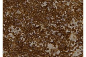 ABIN6276473 at 1/100 staining Mouse spleen tissue by IHC-P. (GBL antibody)