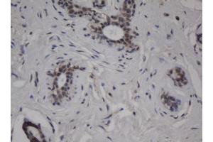 Image no. 2 for anti-Jun Proto-Oncogene (JUN) antibody (ABIN1498940) (C-JUN antibody)
