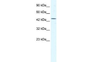 WB Suggested Anti-DDX48 Antibody Titration:  1. (EIF4A3 antibody  (Middle Region))