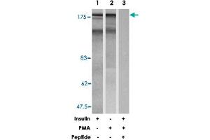 Western blot analysis of extracts from 293 cells treated with insulin (100 nM, 30 min) or PMA (0. (IRS1 antibody)