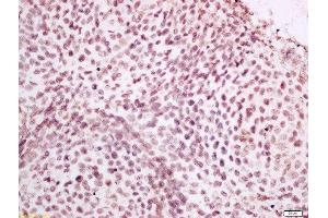 Formalin-fixed and paraffin embedded mouse embryo labeled with Anti-CPSF4L Polyclonal Antibody, Unconjugated  at 1:400 followed by conjugation to the secondary antibody and DAB staining. (CPSF4L antibody  (AA 21-120))