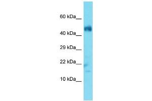 Host: Rabbit  Target Name: Ubl3  Sample Tissue: Mouse Muscle lysates  Antibody Dilution: 1. (UBL3 antibody  (N-Term))