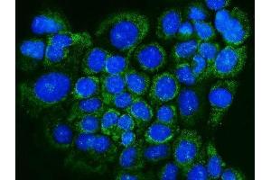 IF analysis of Glutaredoxin 1/GLRX using anti-Glutaredoxin 1/GLRX antibody (ABIN7598941). (Glutaredoxin 1 antibody  (AA 1-106))