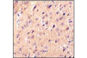 Immunohistochemical staining of rat brain tissue using AP30691PU-N at 2 μg/ml. (CBLN1 antibody  (Center))