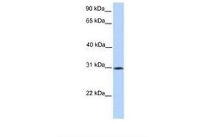 Image no. 1 for anti-Sialic Acid Binding Ig-Like Lectin 12 (SIGLEC12) (AA 110-159) antibody (ABIN6738692) (SIGLEC12 antibody  (AA 110-159))