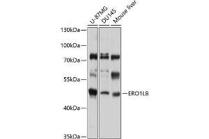 Western blot analysis of extracts of various cell lines, using ERO1LB antibody (ABIN6132192, ABIN6140294, ABIN6140295 and ABIN6220326) at 1:1000 dilution. (ERO1LB antibody  (AA 34-230))