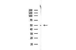 anti-PAP Associated Domain Containing 4 (PAPD4) antibody