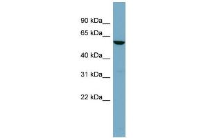 WB Suggested Anti-FUCA1 Antibody Titration: 0. (FUCA1 antibody  (Middle Region))