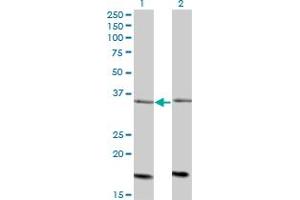 ADCK4 antibody  (AA 445-544)