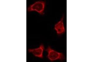 ABIN6275883 staining HeLa by IF/ICC. (IL4I1 antibody  (N-Term))