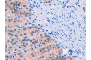 Detection of CD10 in Rat Stomach Tissue using Polyclonal Antibody to Neprilysin (CD10) (MME antibody  (AA 32-164))