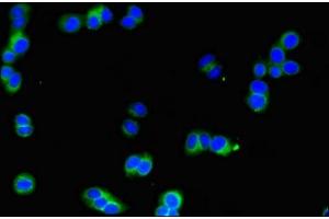 Immunofluorescent analysis of HepG2 cells using ABIN7169181 at dilution of 1:100 and Alexa Fluor 488-congugated AffiniPure Goat Anti-Rabbit IgG(H+L) (SIK1 antibody  (AA 492-750))