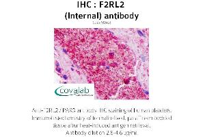 Image no. 2 for anti-Coagulation Factor II (thrombin) Receptor-Like 2 (F2RL2) (Internal Region) antibody (ABIN1734216)
