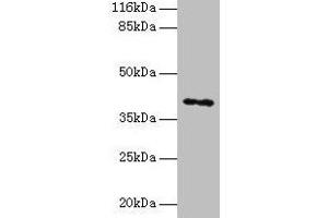 Western blot All lanes: MAGEA10 antibody at 2 μg/mL + HL60 whole cell lysate Secondary Goat polyclonal to rabbit IgG at 1/10000 dilution Predicted band size: 41 kDa Observed band size: 41 kDa (MAGEA1 antibody  (AA 2-225))