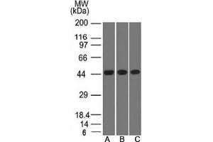 Western blot testing of A) K562, B) HEK293 and C) A549 lysate using Napsin A antibody. (NAPSA antibody)