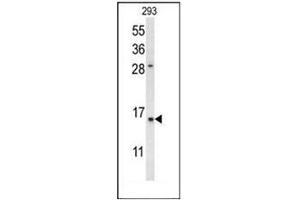 Western blot analysis of REG3A Antibody (N-term) in 293 cell line lysates (35ug/lane). (REG3A antibody  (N-Term))