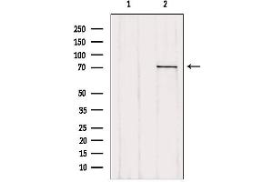 Western blot analysis of extracts from 293, using LGALS3BP antibody. (LGALS3BP antibody  (C-Term))