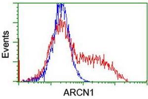 HEK293T cells transfected with either RC210778 overexpress plasmid (Red) or empty vector control plasmid (Blue) were immunostained by anti-ARCN1 antibody (ABIN2455571), and then analyzed by flow cytometry. (ARCN1 antibody)