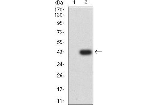 GRIK5 antibody  (AA 21-166)