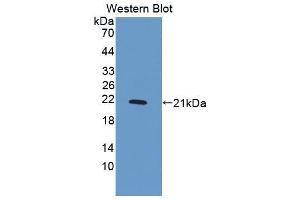Western blot analysis of the recombinant protein. (PDGF-BB Homodimer (AA 82-190) antibody)