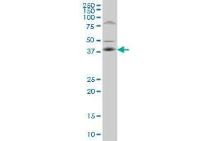 FRA10AC1 antibody  (AA 1-100)