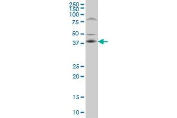 FRA10AC1 antibody  (AA 1-100)